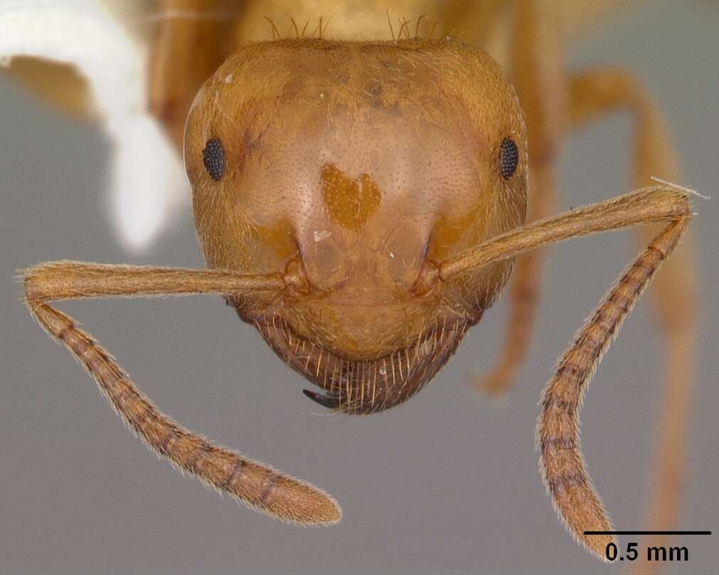 Image de Lasius interjectus