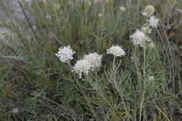 Imagem de Lomelosia isetensis (L.) J. Soják