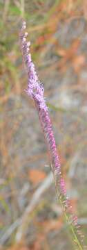 Liatris pauciflora Pursh resmi