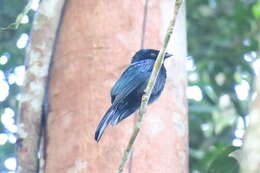 Image of Lesser Racket-tailed Drongo