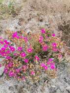 Image of Lampranthus stenopetalus (L. Bol.) N. E. Br.