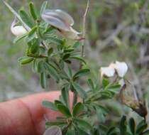 Image of Wiborgia tenuifolia E. Mey.