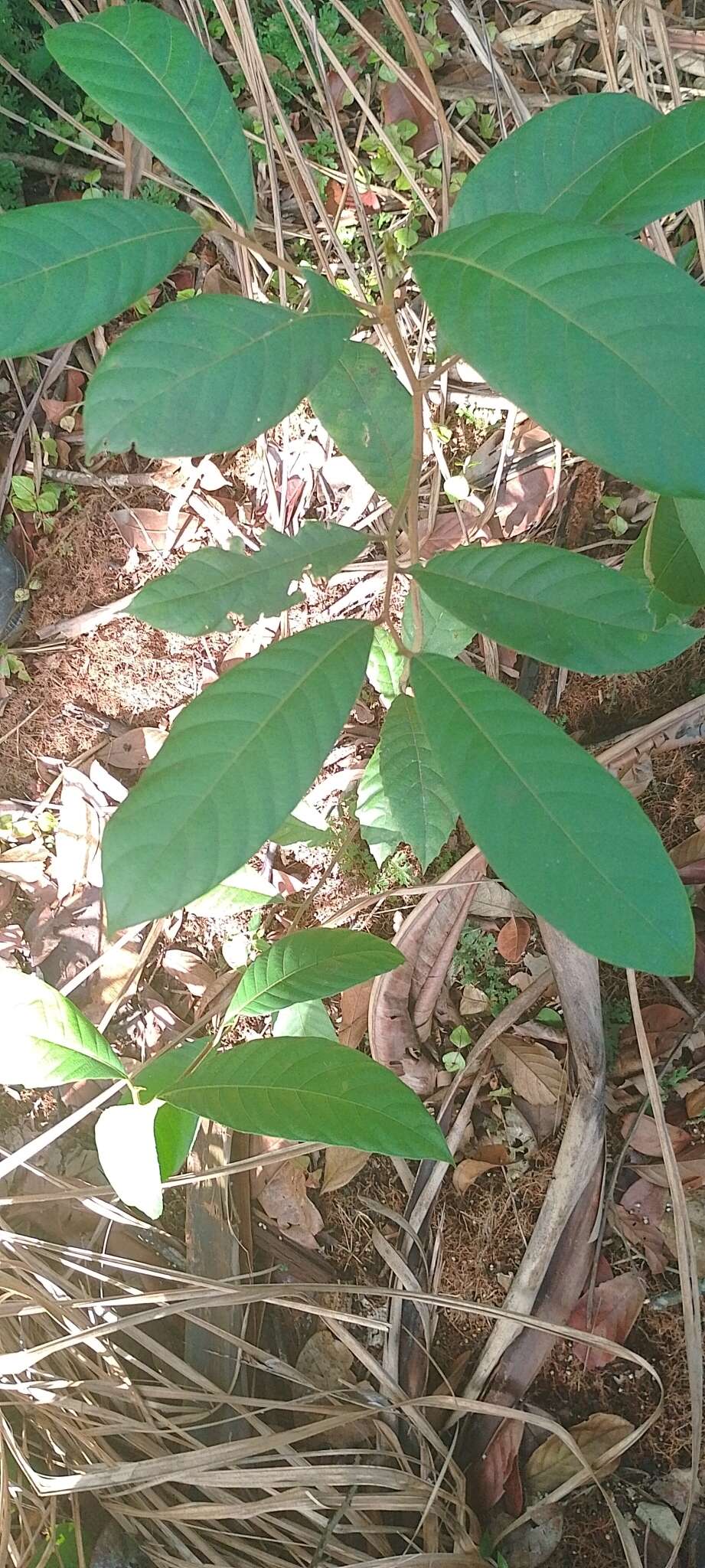 Image of Clarisia biflora Ruiz & Pav.