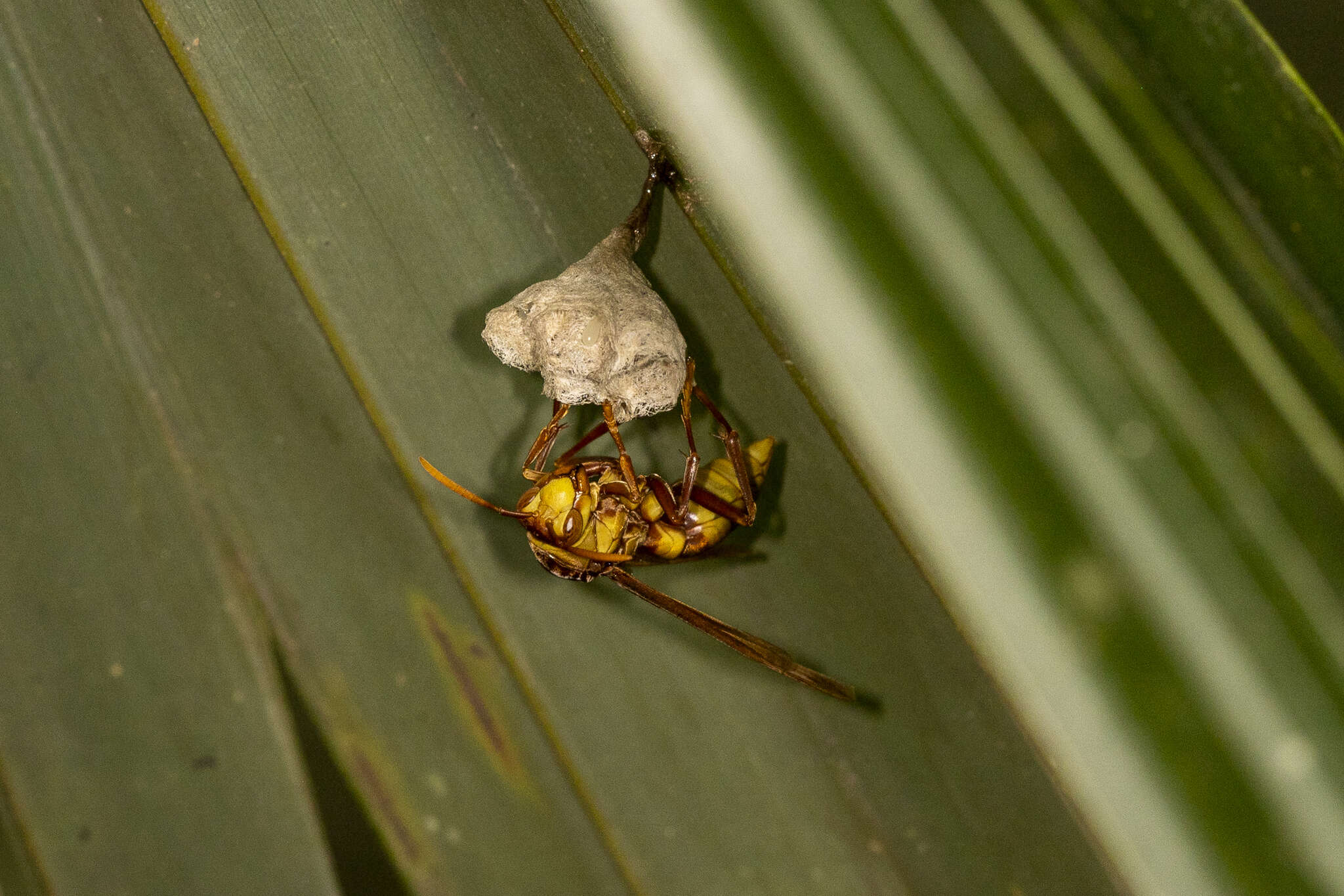 Image of <i>Polistes <i>carnifex</i></i> carnifex