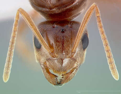 Image of False Honey Ant