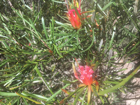 Image of Lambertia formosa Sm.