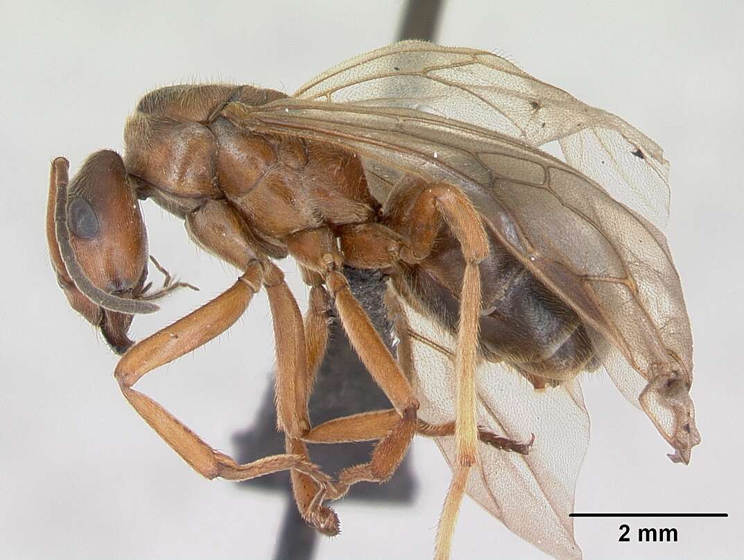 Image of Narrow headed ant