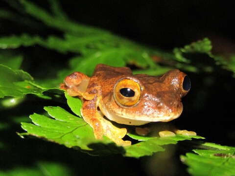 Image of Rhacophorus margaritifer (Schlegel 1837)