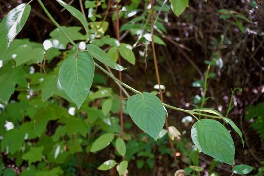 Image of western burning bush