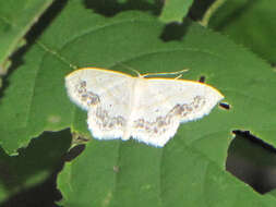 Image of Large Lace-border