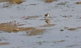 Image of ringed plover, common ringed plover