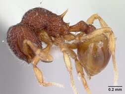 Image of Lachnomyrmex nordestinus