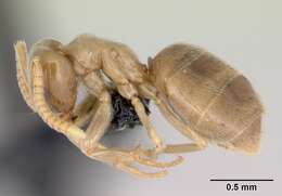 Image of Bothriomyrmex saundersi Santschi 1922