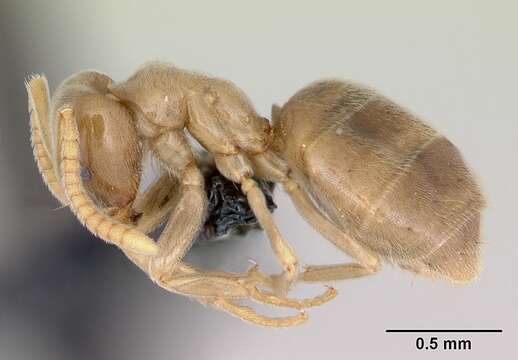 Bothriomyrmex saundersi Santschi 1922的圖片