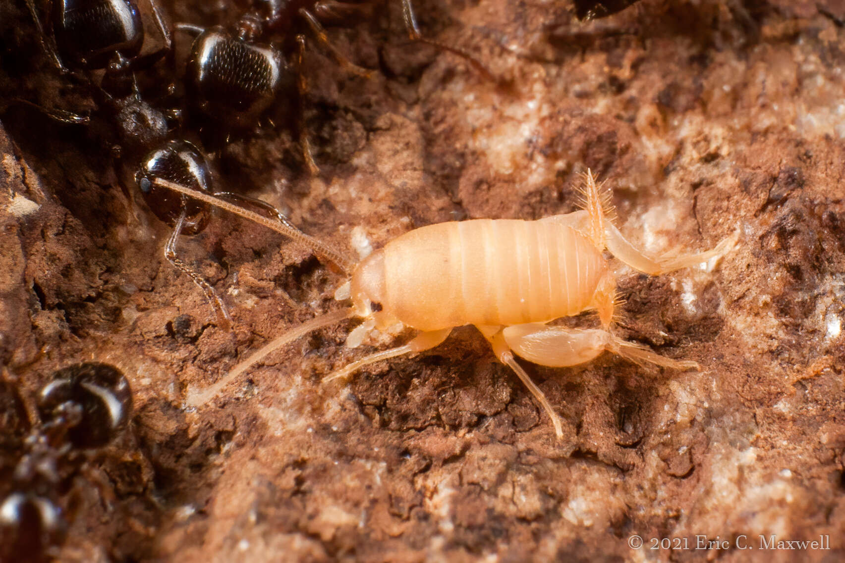 Imagem de Myrmecophilus (Myrmecophilus) manni Schimmer 1911