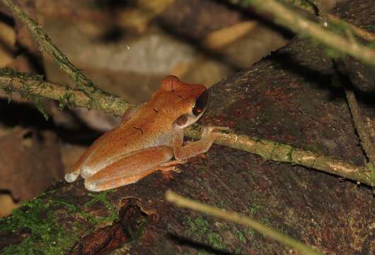 Image of Cayenne slender-legged tree frog