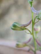 Image of Pinoche Creek larkspur