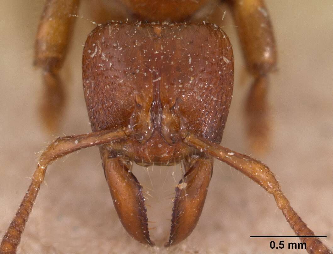 Imagem de Centromyrmex feae (Emery 1889)