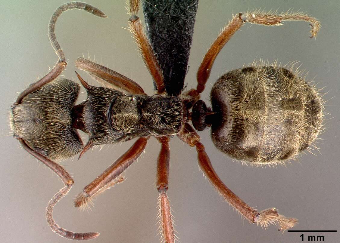 Image of Dolichoderus validus (Kempf 1959)