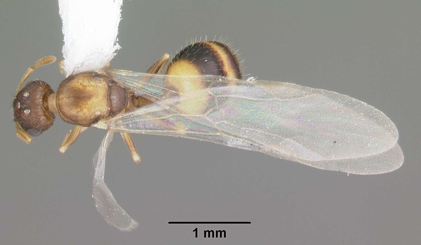 Imagem de Temnothorax curvispinosus