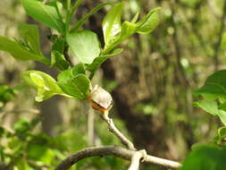 Plancia ëd Tlalocohyla smithii (Boulenger 1902)