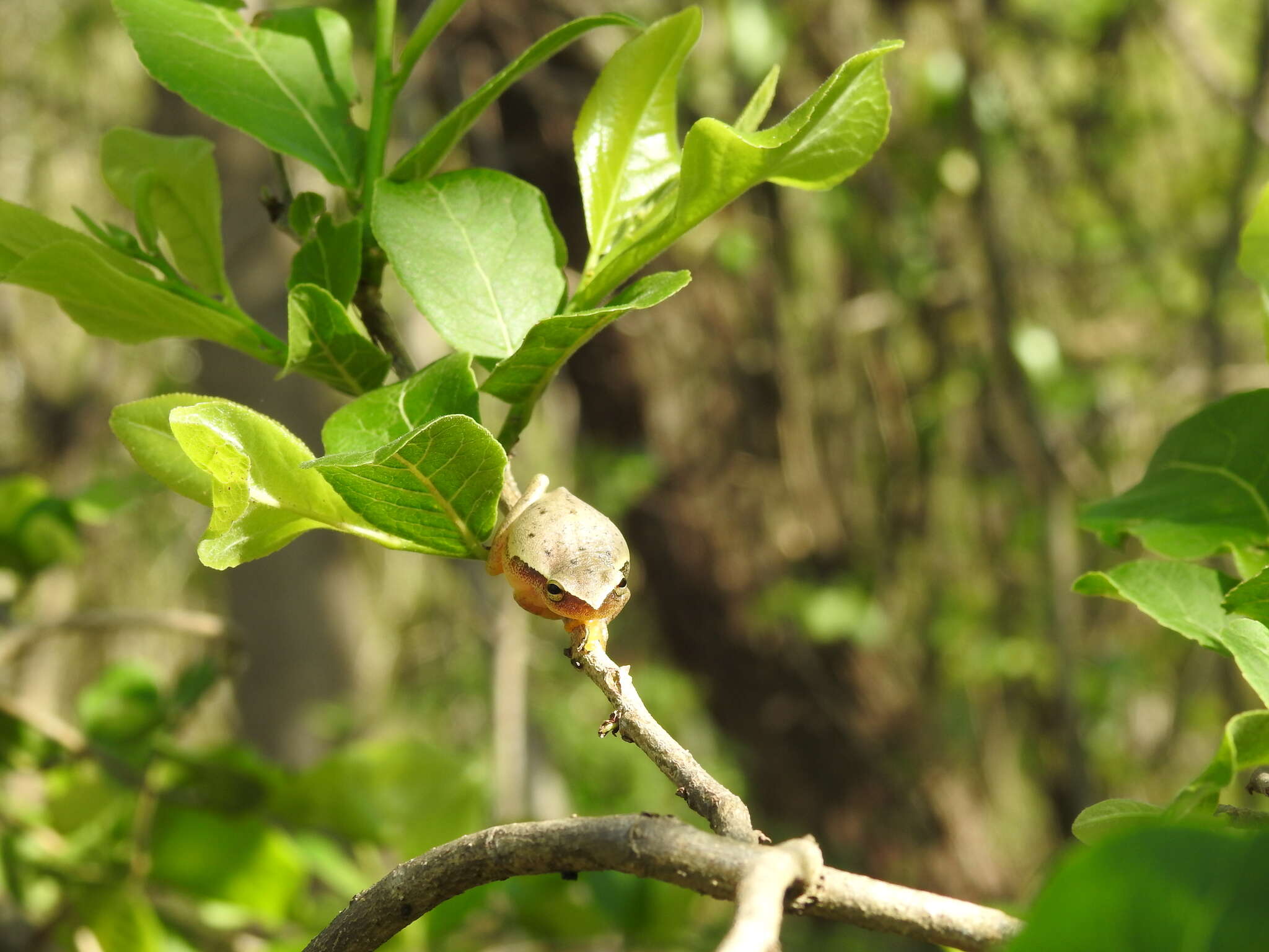 Sivun Tlalocohyla smithii (Boulenger 1902) kuva