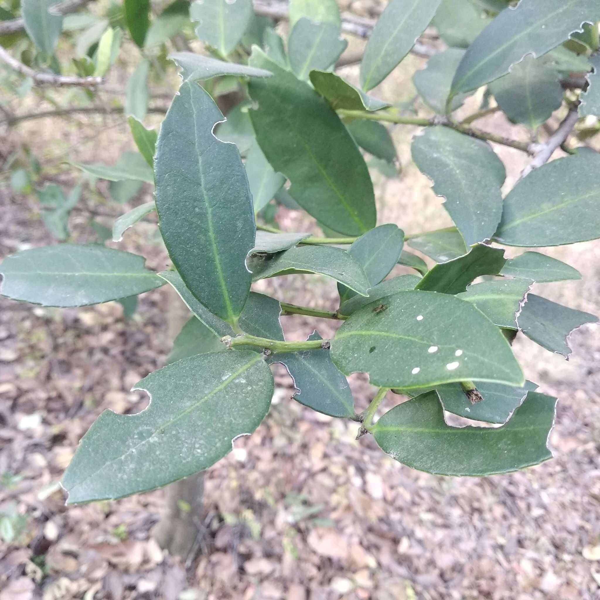 صورة Ilex discolor var. tolucana (Hemsl.) Edwin ex T. R. Dudley