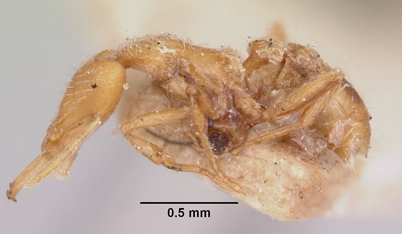 Image of Ant