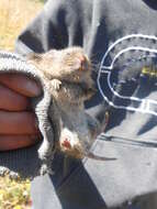 Image of Mexican vole