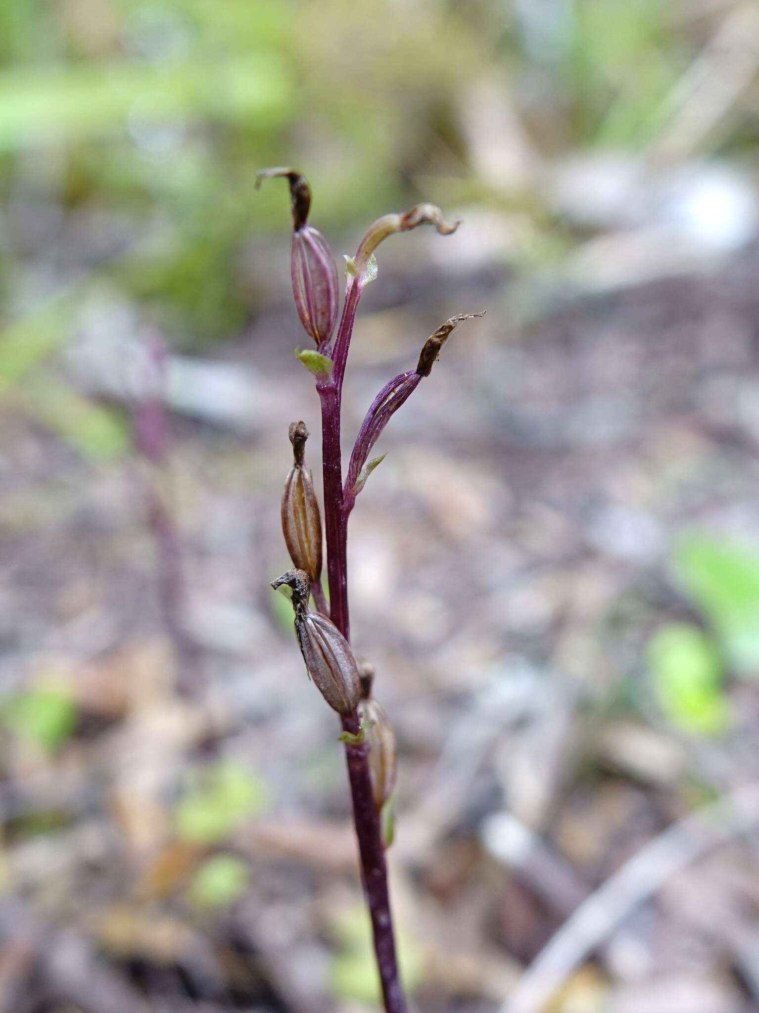 Acianthus sinclairii Hook. fil.的圖片