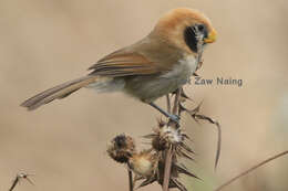 Image of Spot-breasted Parrotbill