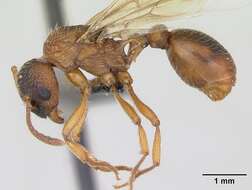 Image of Myrmica ruginodis Nylander 1846