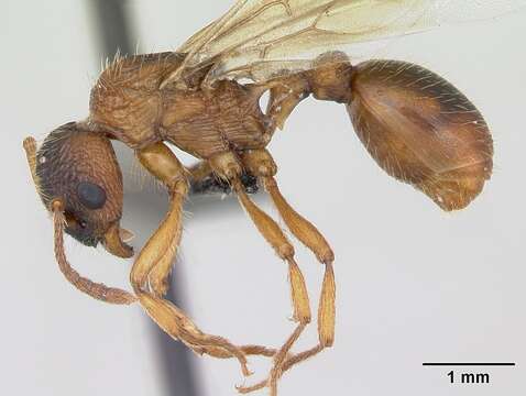 Imagem de Myrmica ruginodis Nylander 1846