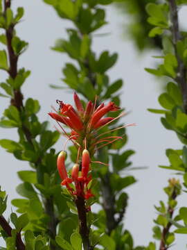 Image of Fouquieria formosa Kunth