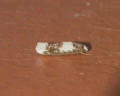 Image of Ethmia termenalbata Capuse 1981