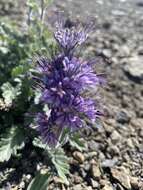 Image of silky phacelia