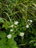 Imagem de Astrantia carniolica Jacq.