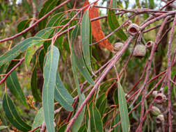 Слика од Eucalyptus planchoniana F. Müll.