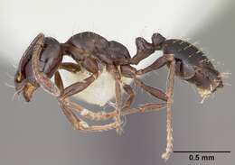 Image of Little Black Ant