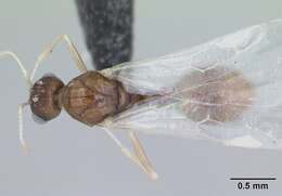 Image of Temnothorax nylanderi