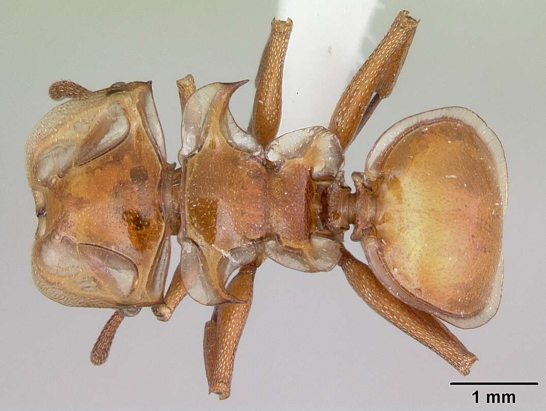 Cephalotes clypeatus (Fabricius 1804) resmi