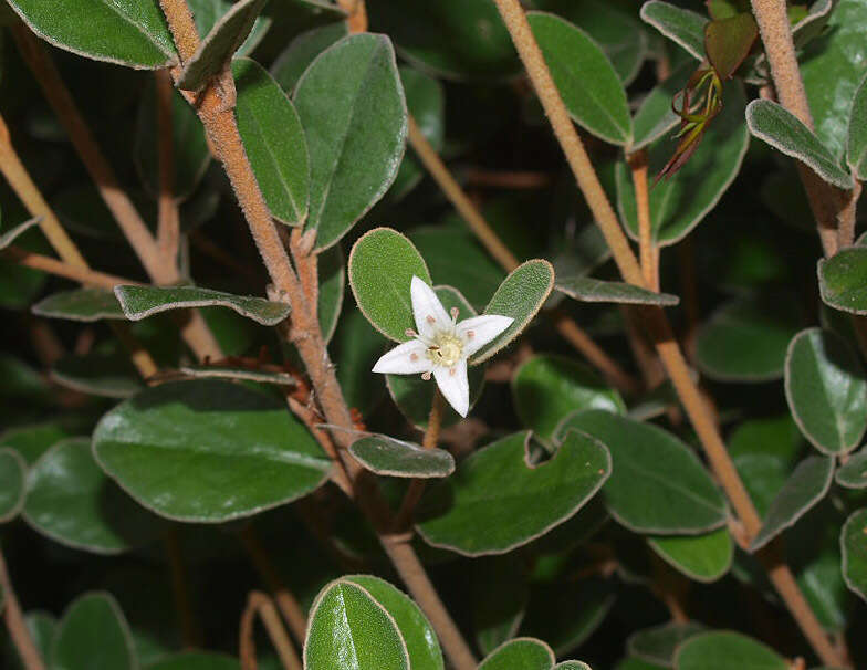 Image of Correa alba Andr.