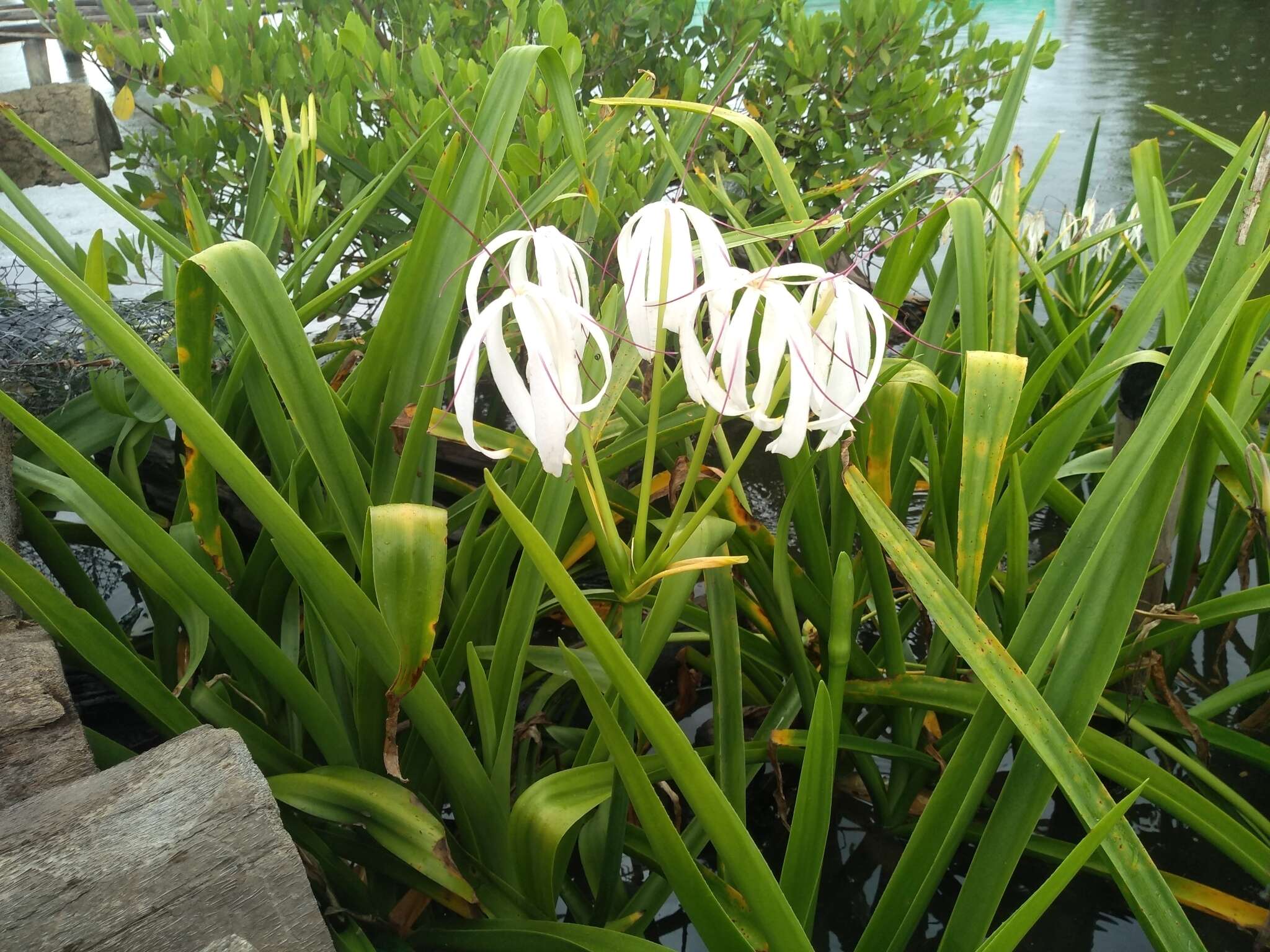 Image of Crinum amabile Donn ex Ker Gawl.