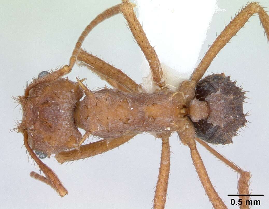 Image of Acromyrmex coronatus (Fabricius 1804)