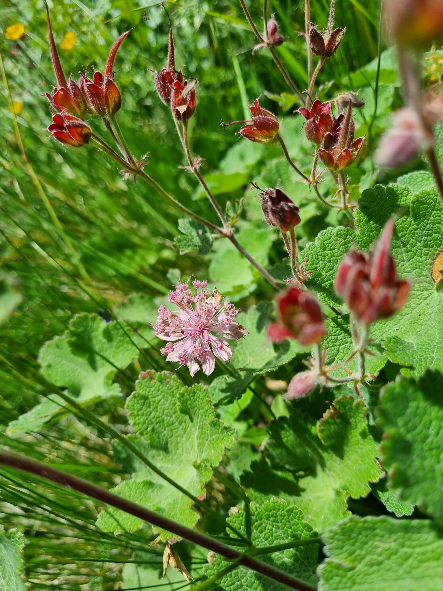 Image of cranesbill