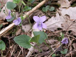 Image of dog violet