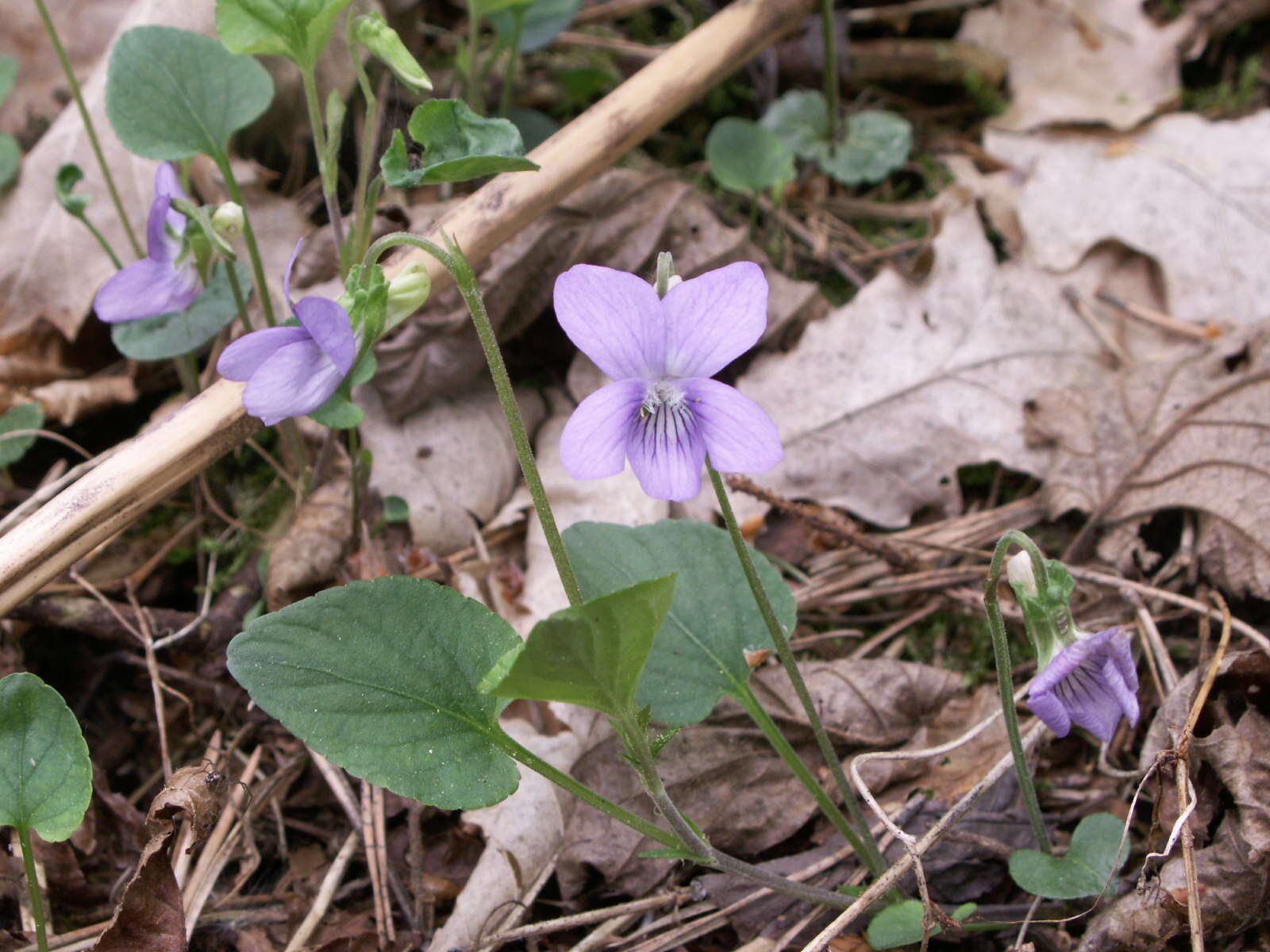 Image of dog violet