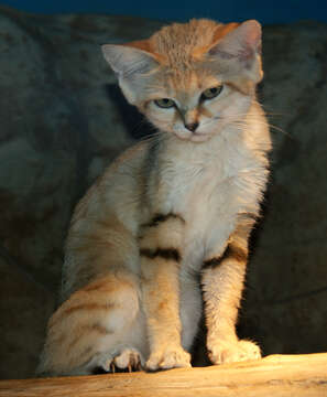 Image de Chat des sables