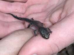 Image of Blacksburg Salamander