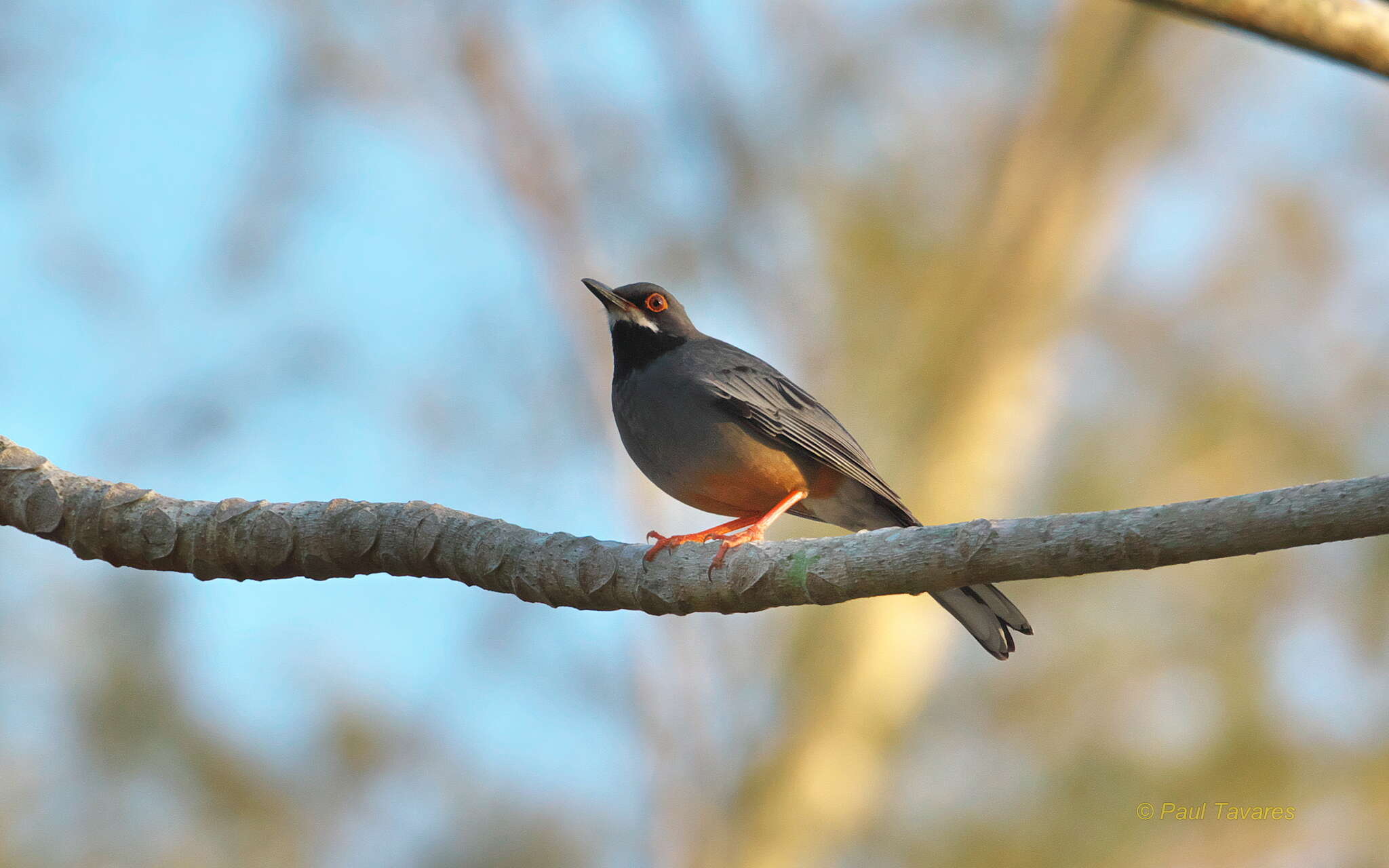 Image of Red-legged Thrush